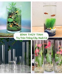 Bình thủy tinh trụ tròn trồng cây nuôi cá