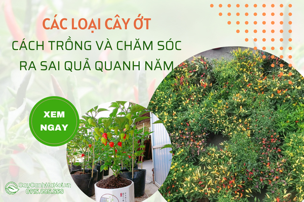 Các loại cây ớt, cách trồng và chăm sóc cây sai quả quanh năm