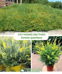 Cây hoàng kim thảo