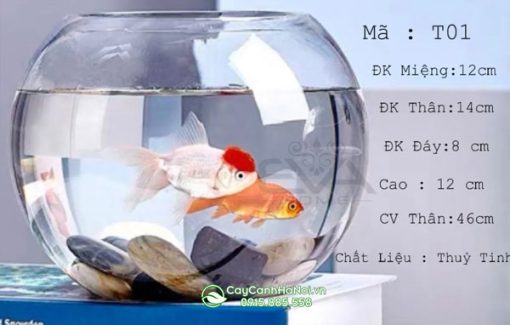 Chậu thủy tinh nuôi cá dáng tròn thuận tiện