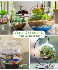 Chậu thủy tinh tròn nuôi cá, trồng cây