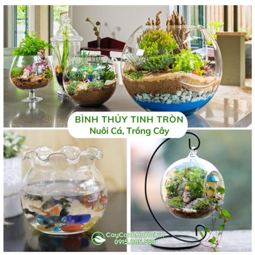 Chậu thủy tinh tròn nuôi cá, trồng cây