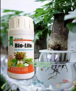 Dung dịch Bio Life thích hợp trồng cây thủy sinh