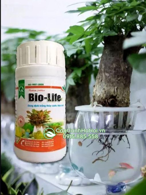 Dung dịch Bio Life thích hợp trồng cây thủy sinh