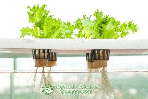 Những lưu ý nên sử dụng dung dịch thủy canh Bio Life trồng rau