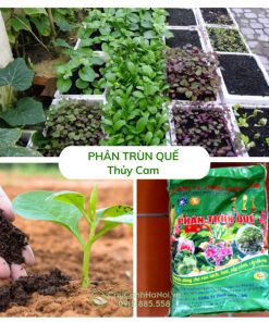 Phân trùn quế Thủy Cam