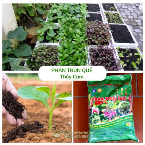 Phân trùn quế Thủy Cam