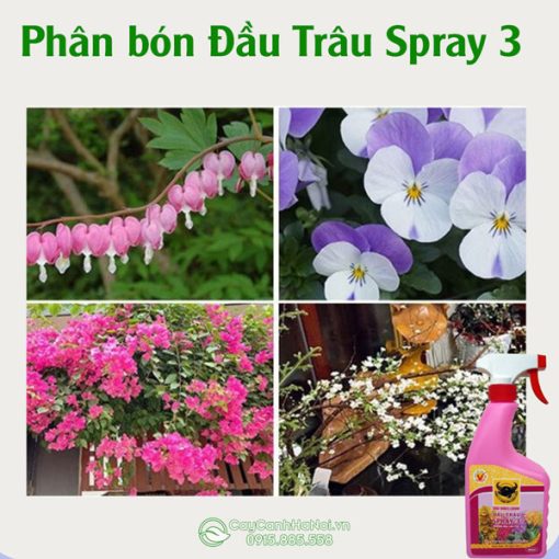 Phân đầu trâu dạng xịt giúp hoa lâu tàn