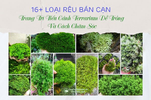 16+ Loại Rêu Bán Cạn Thích Hợp Trang Trí Tiểu Cảnh Terrarium Dễ Trồng Và Cách Chăm Sóc