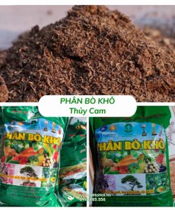 Bán phân bò khô Thủy Cam tại Hà Nội