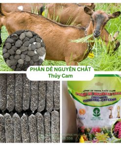 Bán phân dê nguyên chất Thủy Cam