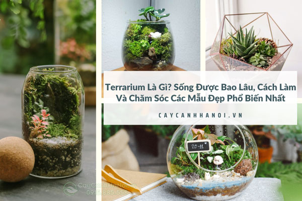 Terrarium Là Gì? Sống Được Bao Lâu, Cách Làm Và Chăm Sóc Các Mẫu Đẹp Phổ Biến Nhất