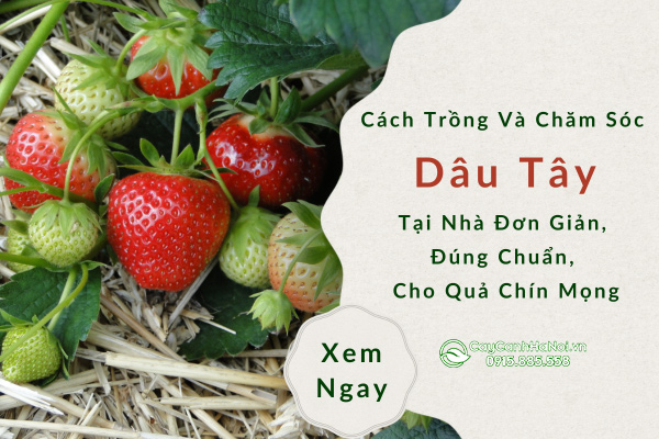 Cách Trồng Và Chăm Sóc Dâu Tây Tại Nhà Đơn Giản, Đúng Chuẩn, Cho Quả Chín Mọng