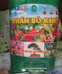 Đặc điểm của phân bò khô đã qua xử lý