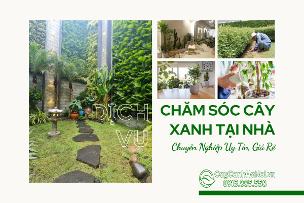 Dịch Vụ Chăm Sóc Cây Xanh Tại Nhà Chuyên Nghiệp Uy Tín, Giá Rẻ