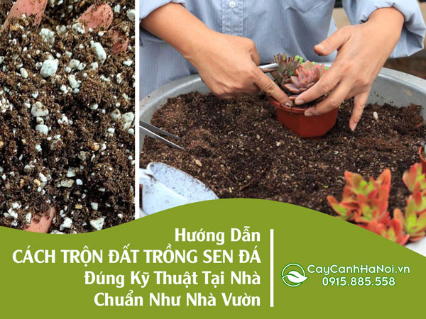 Hướng Dẫn Cách Trộn Đất Trồng Sen Đá Đúng Kỹ Thuật Tại Nhà Chuẩn Như Nhà Vườn