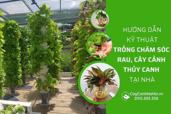 Hướng Dẫn Kỹ Thuật Trồng Chăm Sóc Rau, Cây Cảnh Thủy Canh Tại Nhà