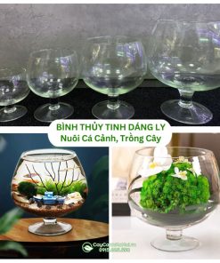 Bình thủy tinh dáng ly nuôi cá