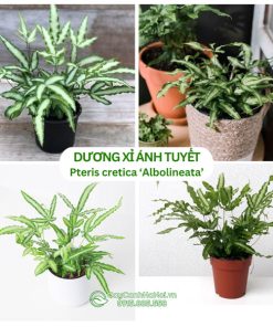 Cây dương xỉ ánh tuyết