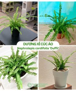 Cây Dương Xỉ Cúc Áo Button Fern