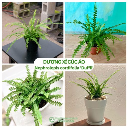 Cây Dương Xỉ Cúc Áo Button Fern