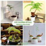 Cây Dương Xỉ Culi – Cibotium Barometz