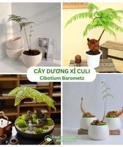 Cây dương xỉ Culi