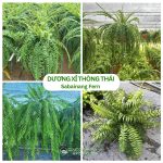 Cây Dương Xỉ Thòng Thái – Nephrolepis sp. ‘Sabai Nang’