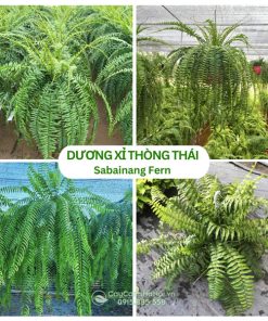 Cây Dương Xỉ Thòng Thái - Nephrolepis sp. ‘Sabai Nang’