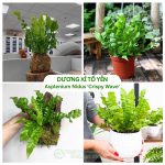 Cây Dương Xỉ Tổ Yến – Asplenium Nidus ‘Crispy Wave’