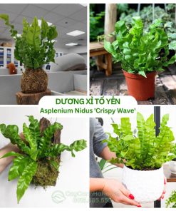 Cây dương xỉ tổ yến - Asplenium Nidus 'Crispy Wave'