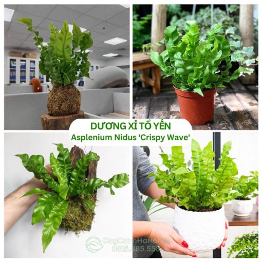 Cây dương xỉ tổ yến - Asplenium Nidus 'Crispy Wave'