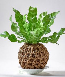 Cây tổ yến nghệ thuật kokedama