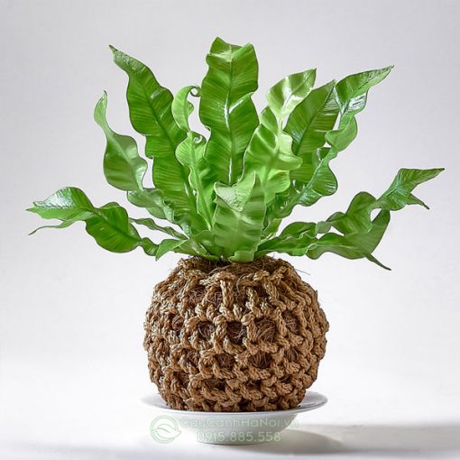 Cây tổ yến nghệ thuật kokedama