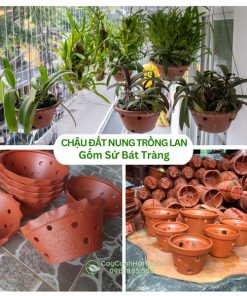 Chậu Đất Nung Trồng Lan Gốm Bát Tràng