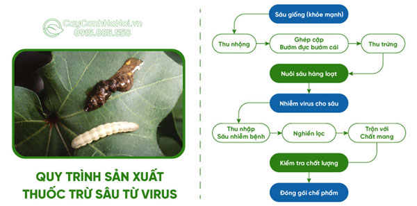 Quy trình sản xuất thuốc trừ sâu sinh học từ virus