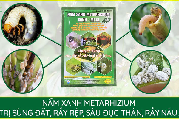 Thuốc trừ sâu Nấm xanh Metarhizium