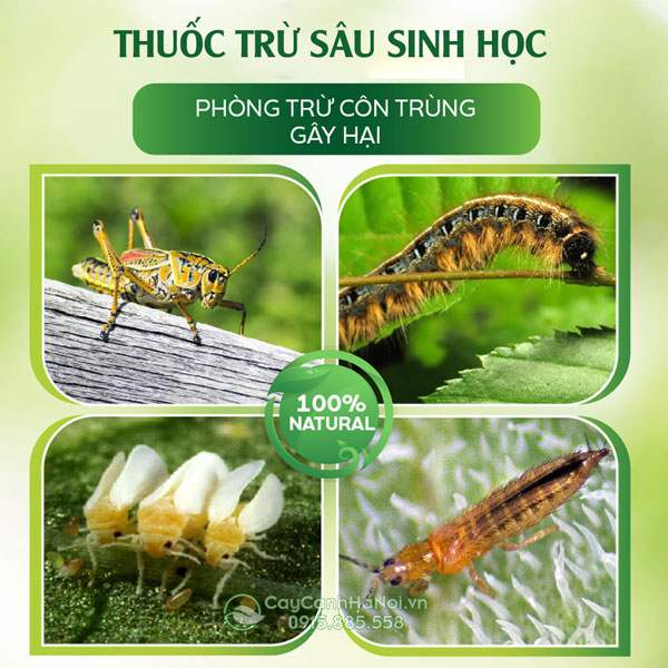 Thuốc trừ sâu sinh học phòng công trùng gây hại trên cây trồng