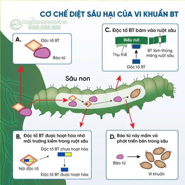 Tiểu chủng tiêu diệt sâu bệnh của bấm BT