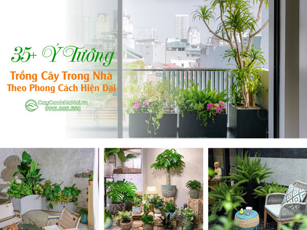 35+ Ý Tưởng Trồng Cây Trong Nhà Theo Phong Cách Hiện Đại