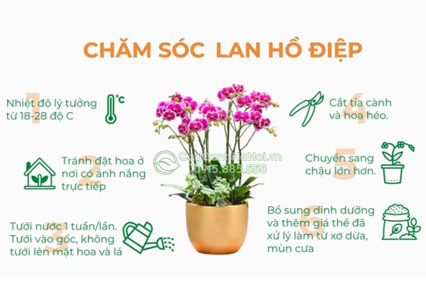 Cách chăm sóc hoa lan hồ điệp