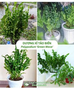 Cây Dương Xỉ Tảo Biển - Polypodium 'Green Wave' 