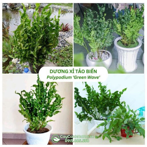 Cây Dương Xỉ Tảo Biển - Polypodium 'Green Wave' 