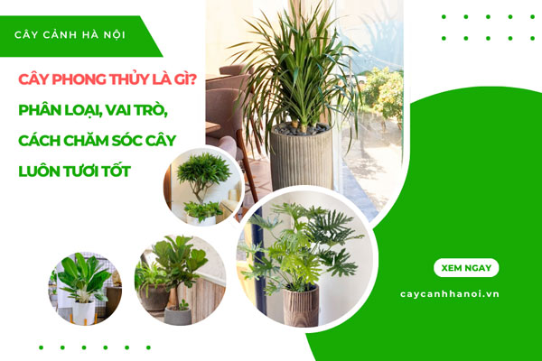 Cây Phong Thủy Là Gì? Phân Loại, Vai Trò, Cách Chăm Sóc Cây Luôn Tươi Tốt