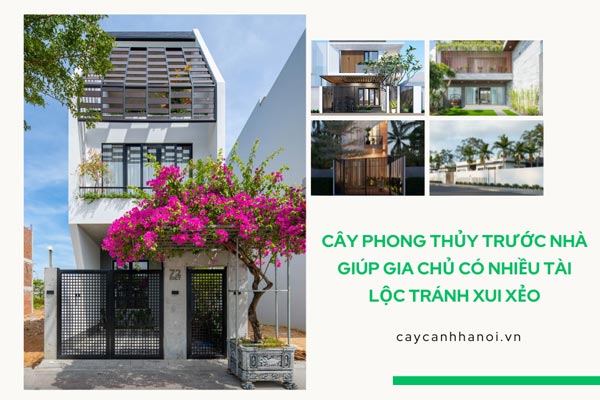 17+ loại cây phong thủy trước nhà giúp gia chủ có nhiều tài lộc tránh xui xẻo