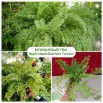 Cây Dương Xỉ Đuôi Tôm – Nephrolepis Biserrata Furcans