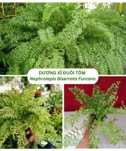 Cây Dương Xỉ Đuôi Tôm - Nephrolepis Biserrata Furcans