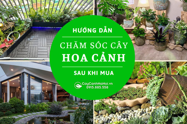 Hướng dẫn chăm sóc cây hoa cảnh sau khi mua