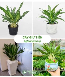 Cây giữ tiền