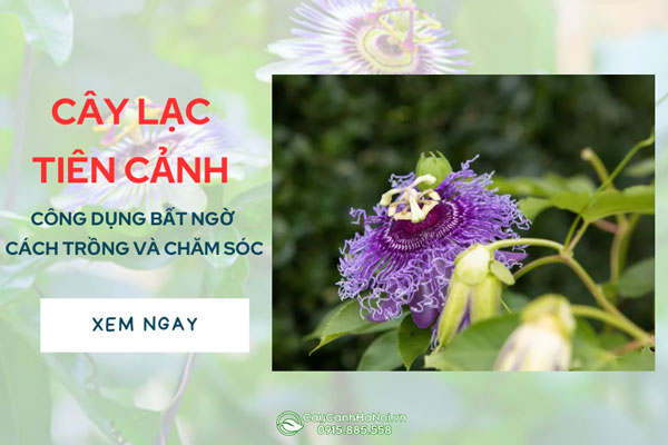 Cây Lạc Tiên Cảnh Công Dụng Bất Ngờ Cách Trồng Và Chăm Sóc